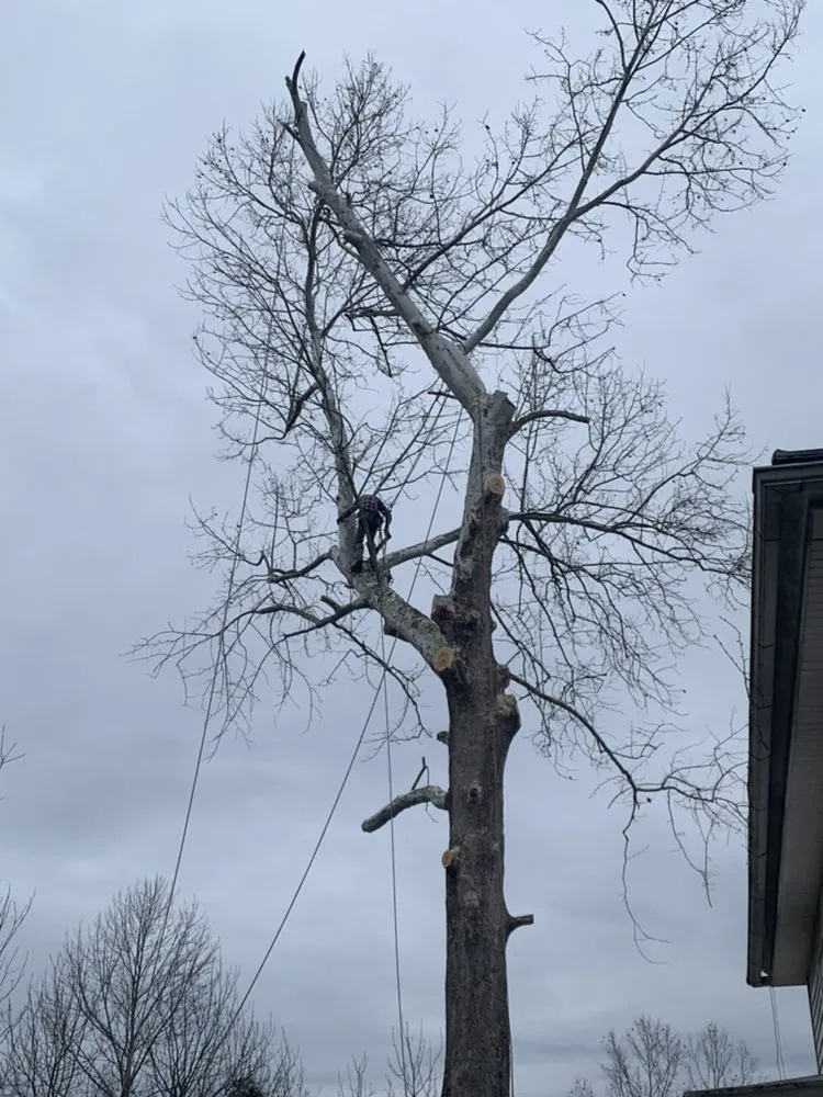 Custom landscaping services experts serving Louisa, VA - Joe's Limbin N Trimmin, SP