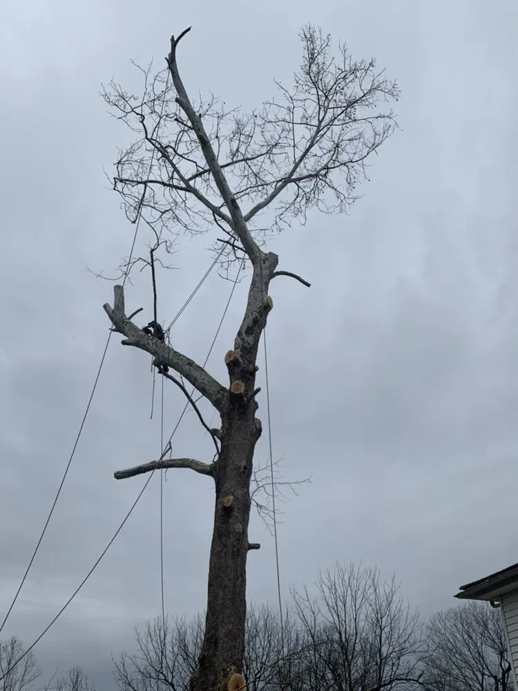 Reliable outdoor landscaping in Louisa, VA - Joe's Limbin N Trimmin, SP
