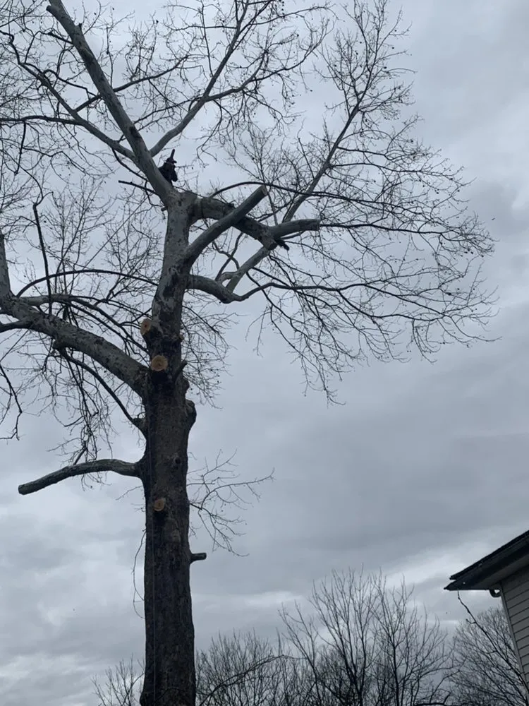 Expert garden landscaping experts serving Louisa, VA - Joe's Limbin N Trimmin, SP