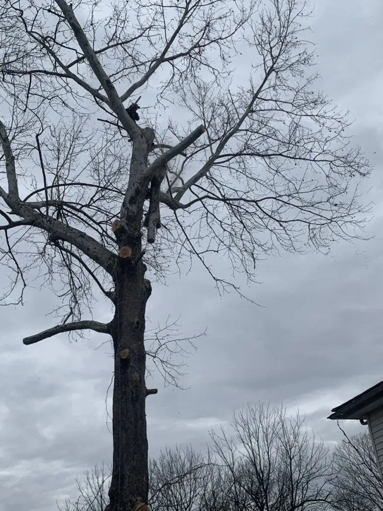 Reliable lawn care service in Louisa, VA by Joe's Limbin N Trimmin, SP