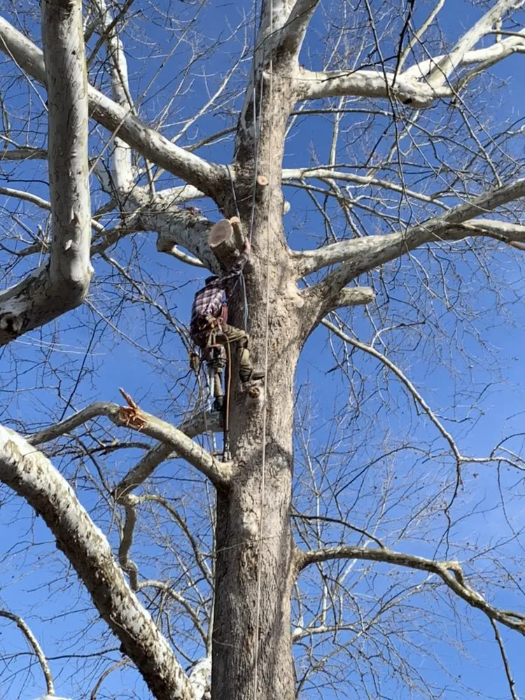 Reliable lawn mowing service for year-round maintenance in Louisa, VA by Joe's Limbin N Trimmin, SP