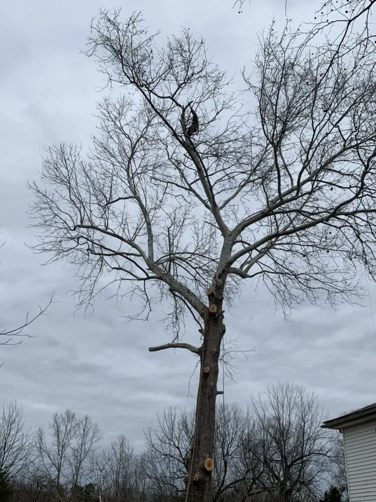 Expert yard cleanup service experts serving Louisa, VA - Joe's Limbin N Trimmin, SP