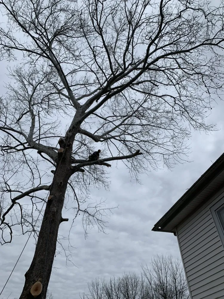 Trusted landscaping services in Louisa, VA - Joe's Limbin N Trimmin, SP