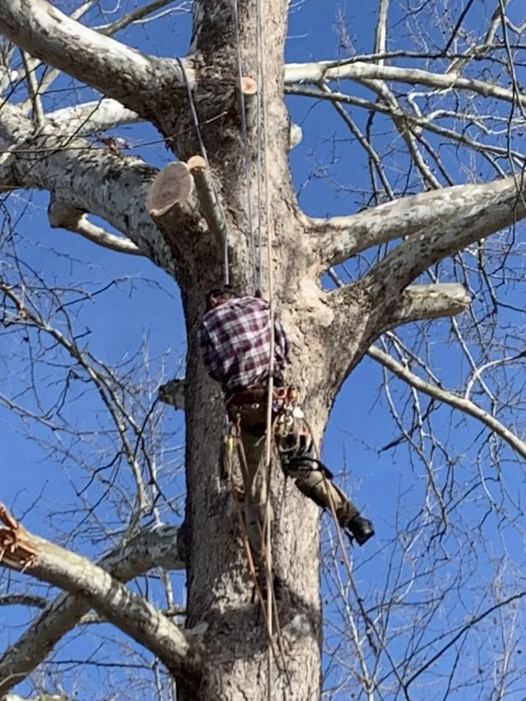 Reliable lawn care service in Louisa, VA - Joe's Limbin N Trimmin, SP