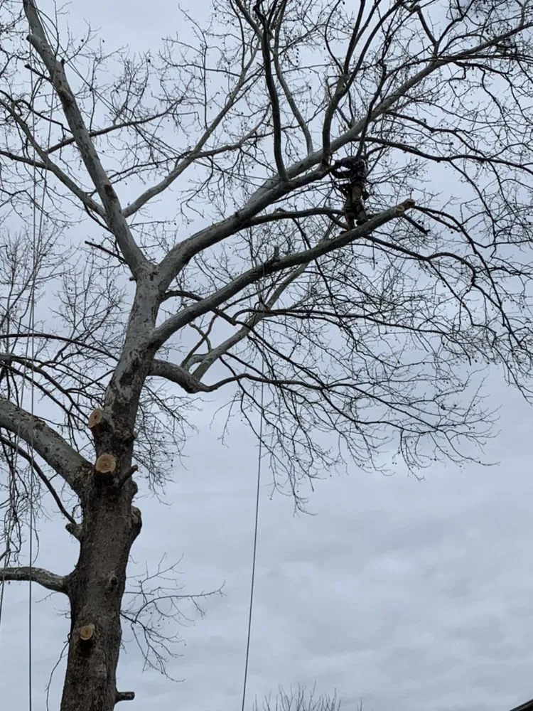 Affordable lawn mowing service for residential properties in Louisa, VA by Joe's Limbin N Trimmin, SP