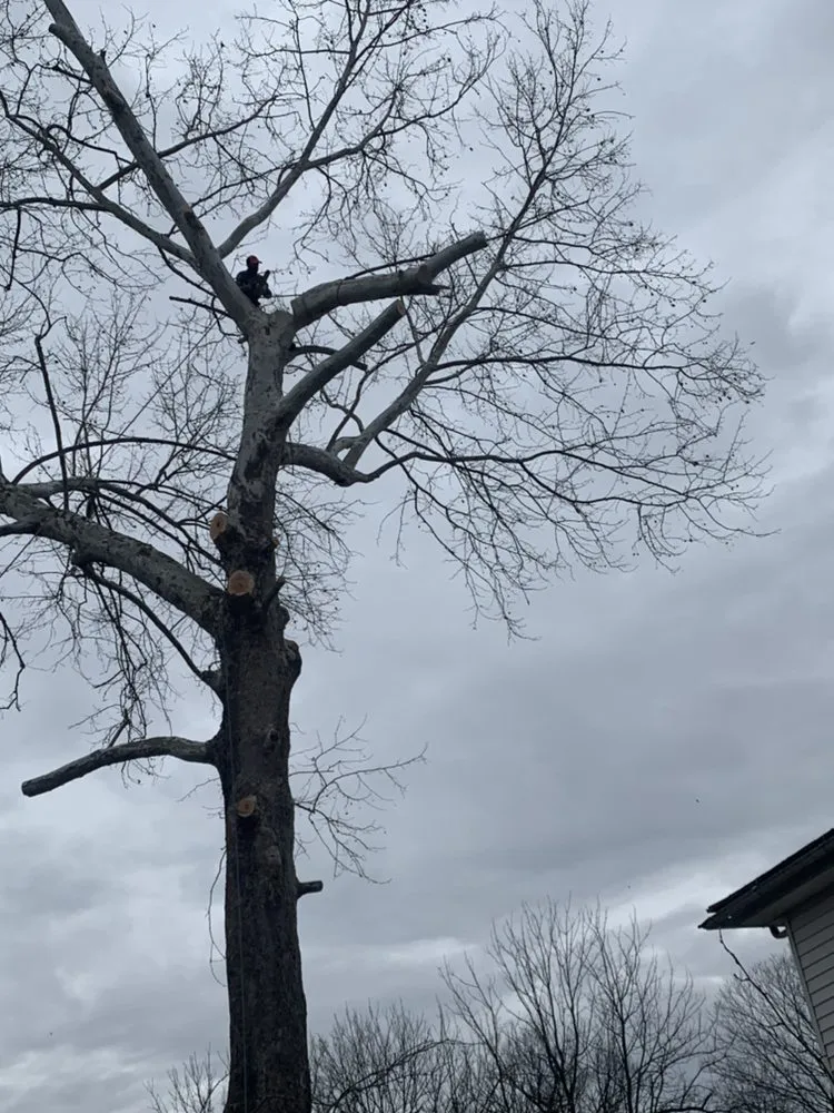 Professional landscape design in Louisa, VA - Joe's Limbin N Trimmin, SP