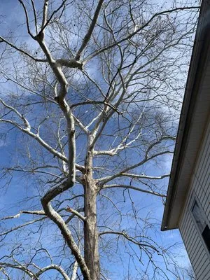 Joe's Limbin N Trimmin, SP