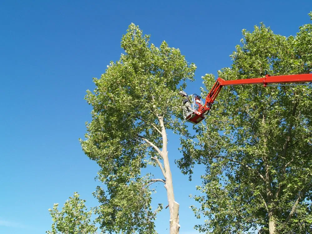 Professional yard maintenance in Moses Lake, WA - Joe's Tree And Landscape Service