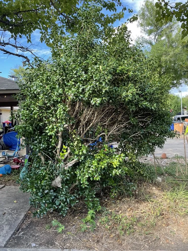 Expert landscape design for beautiful yards across Austin, TX - Joe's Tree Care