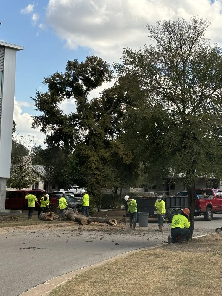 Professional yard cleanup service in Austin, TX by Joe's Tree Care