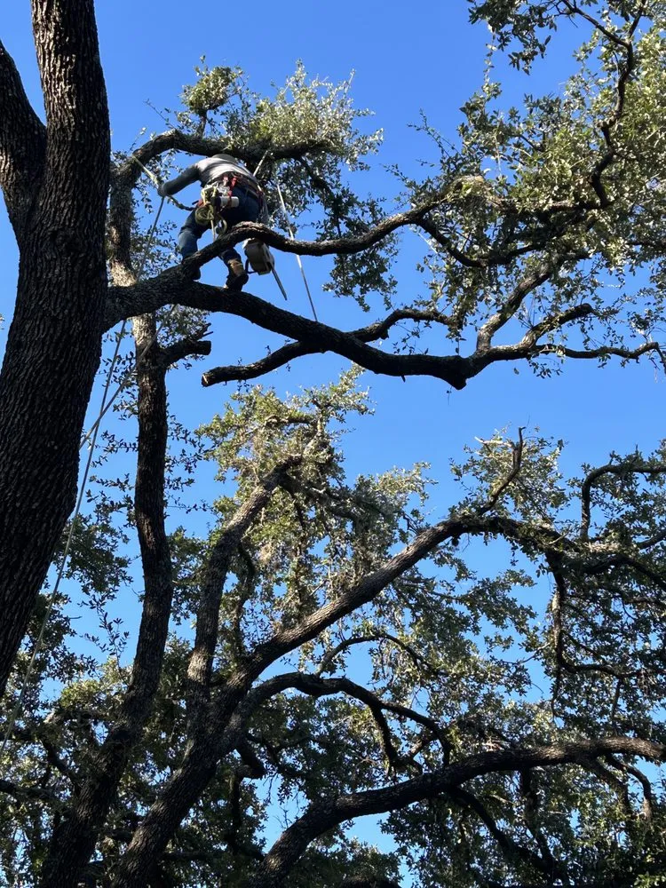 Local yard maintenance in Austin, TX - Joe's Tree Care