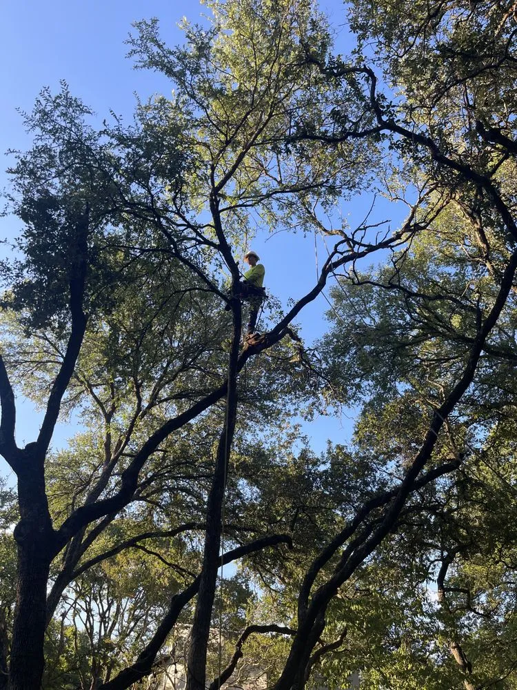 Professional landscape design near you in Austin, TX by Joe's Tree Care