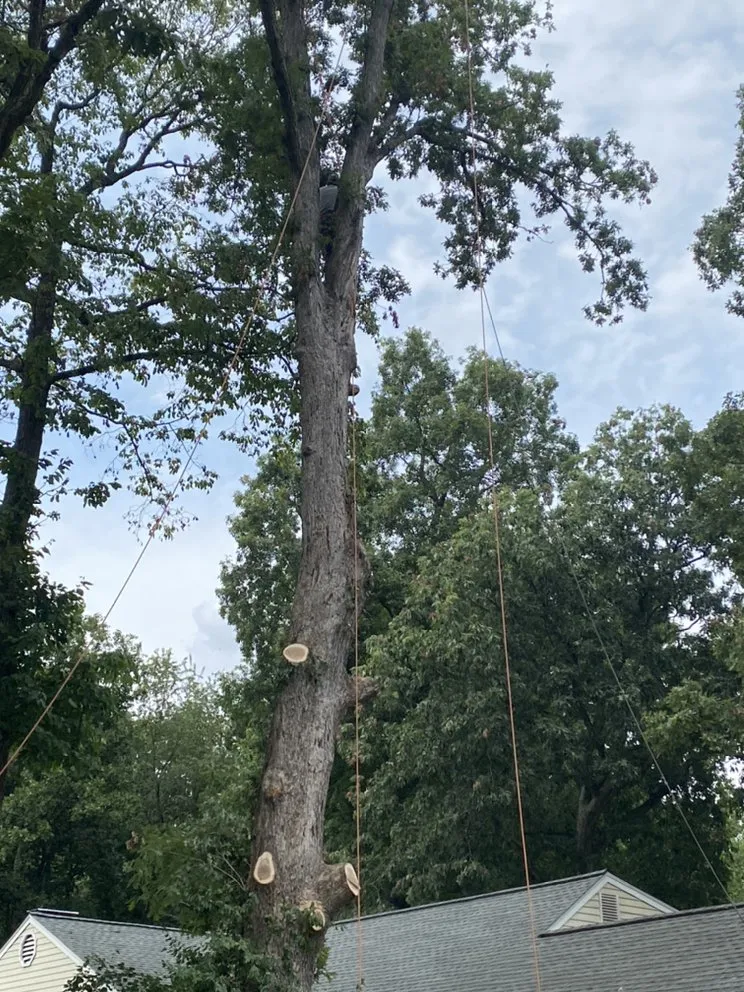 Top-rated garden landscaping for beautiful yards across Fredericksburg, VA - Joes Tree Service & Landscaping