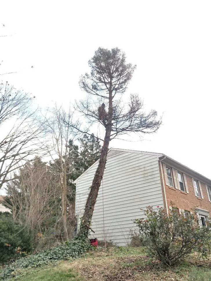 Top-rated garden landscaping in Fredericksburg, VA by Joes Tree Service & Landscaping