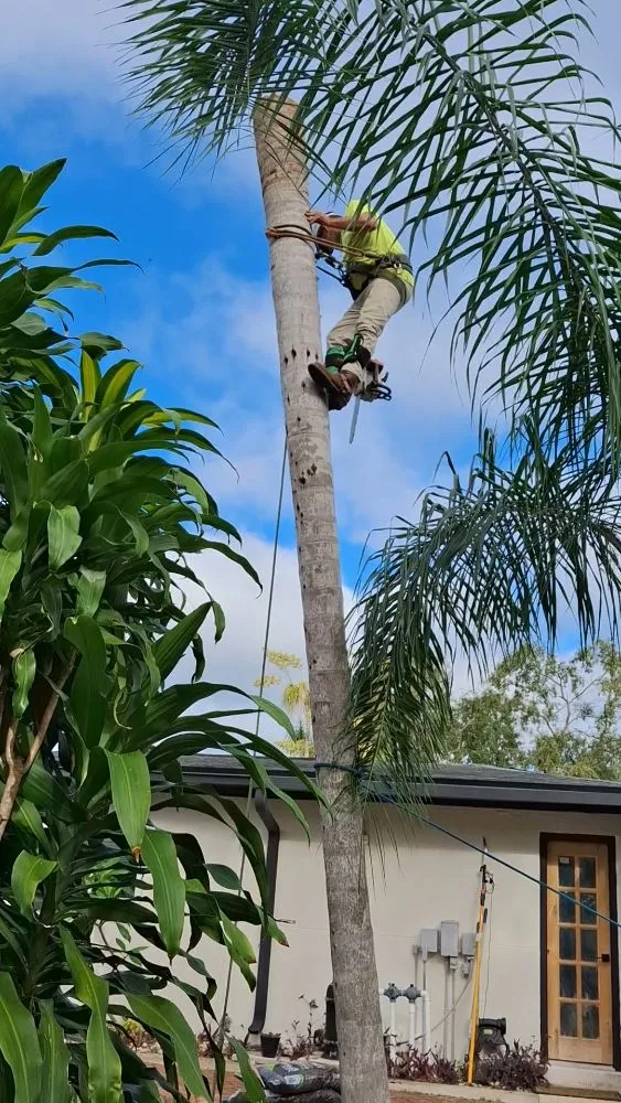 Top-rated residential landscaping in Tampa, FL by Joe's Tree Service & Landscaping Inc