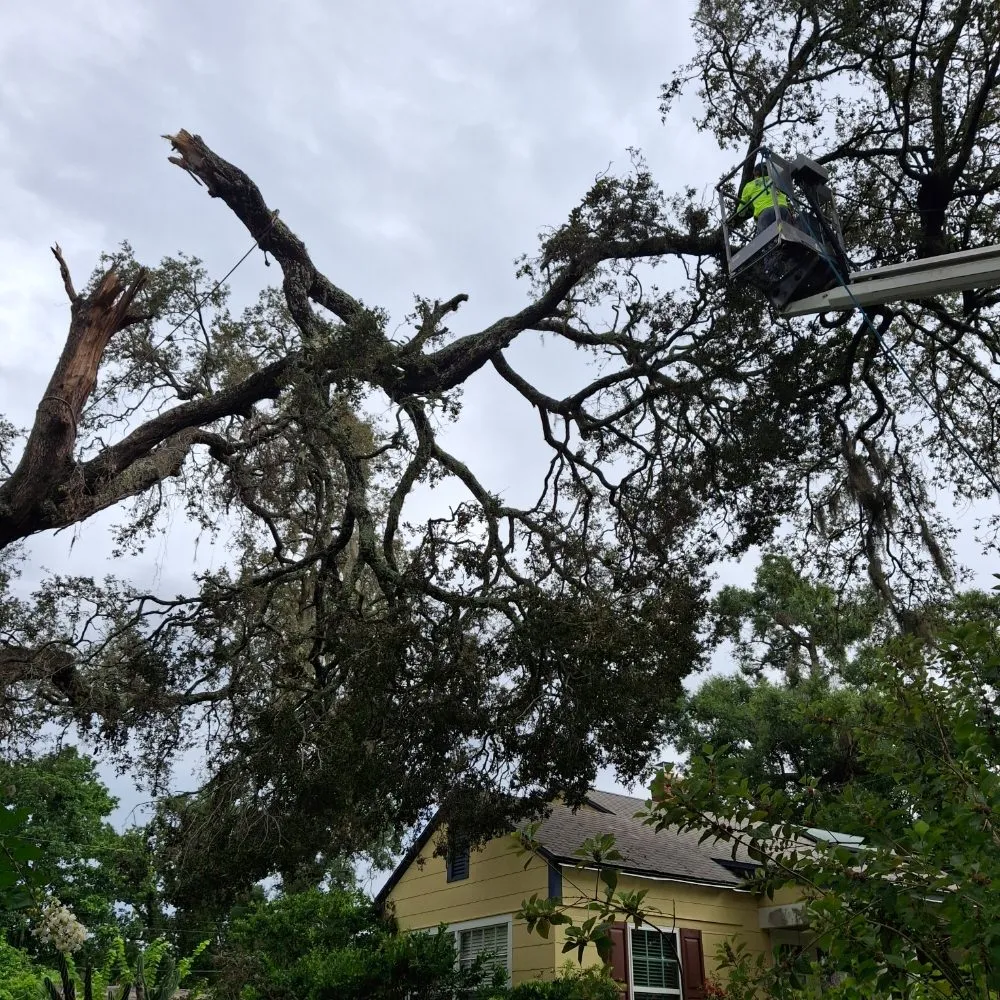 Expert landscaping services in Tampa, FL - Joe's Tree Service & Landscaping Inc