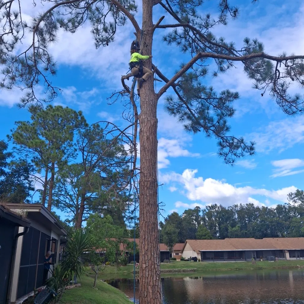 Professional outdoor landscaping in Tampa, FL - Joe's Tree Service & Landscaping Inc