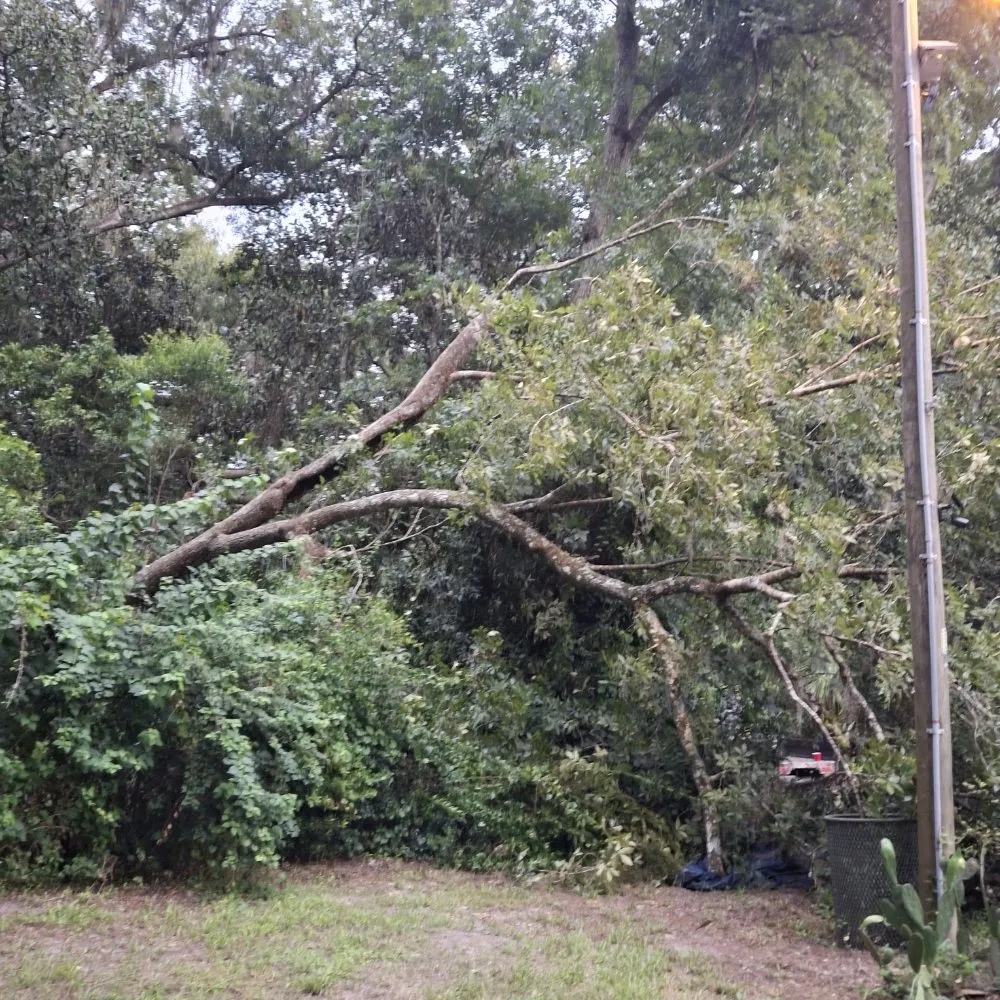 Reliable landscaping services near you across Tampa, FL - Joe's Tree Service & Landscaping Inc