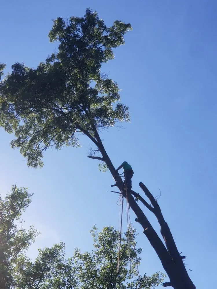 Expert yard maintenance for residential properties in Cincinnati, OH by Joe's Tree Service And Lawn Care