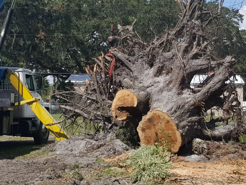 Affordable landscaping services for residential properties in Plant City, FL by Joes Tree Service