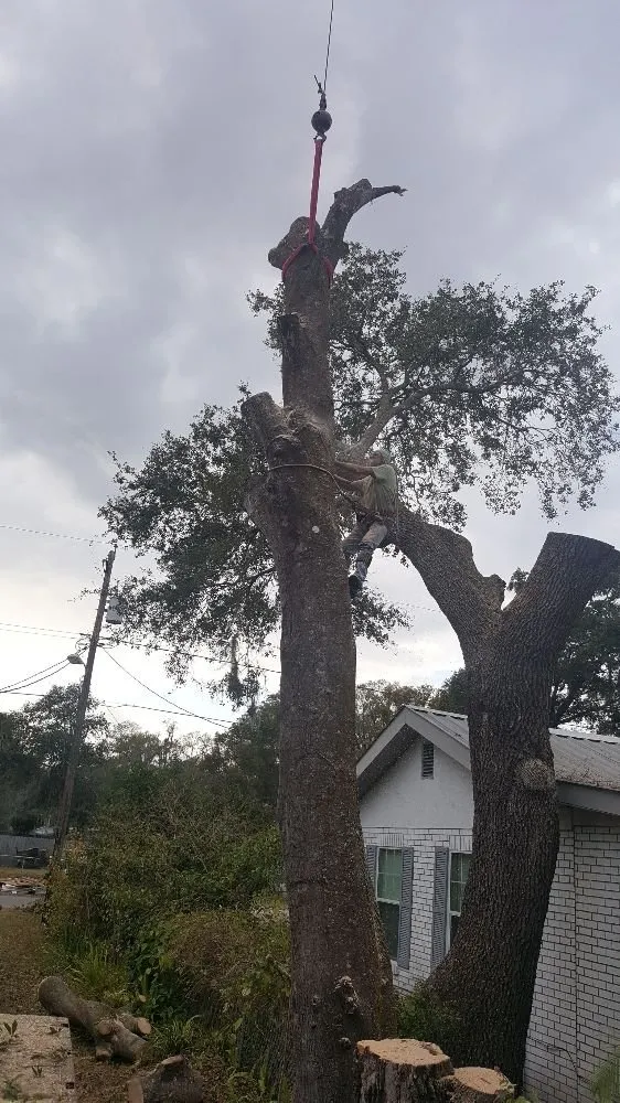 Affordable yard maintenance for outdoor upgrades in Plant City, FL by Joes Tree Service
