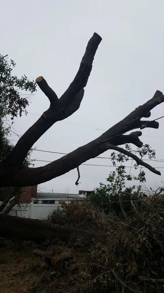 Professional lawn mowing service experts serving Plant City, FL - Joes Tree Service