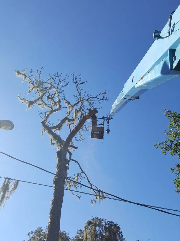 Professional landscape design in Plant City, FL - Joes Tree Service