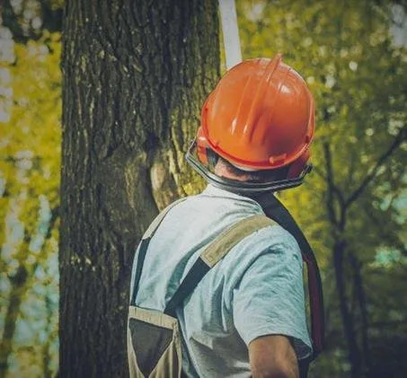 Trusted lawn care service in San Antonio, TX by Joe's Tree Services