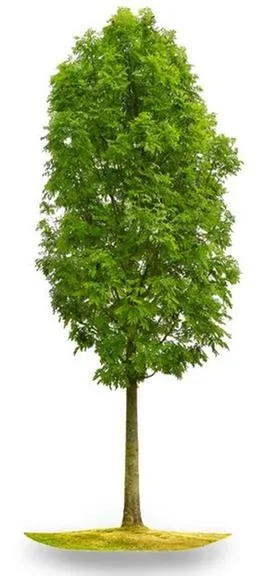 Local lawn care service for year-round maintenance across San Antonio, TX - Joe's Tree Services