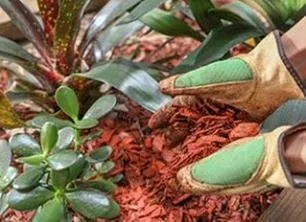 Professional lawn care service experts serving San Antonio, TX - Joe's Tree Services