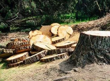 Expert outdoor landscaping near you across San Antonio, TX - Joe's Tree Services