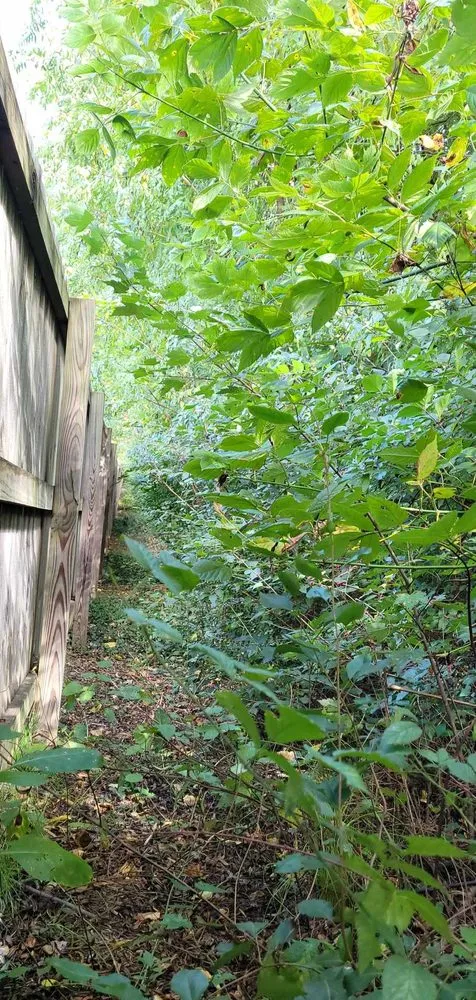 Expert lawn care service in Shively, KY by Joe's Tree Trimming Hauling & More