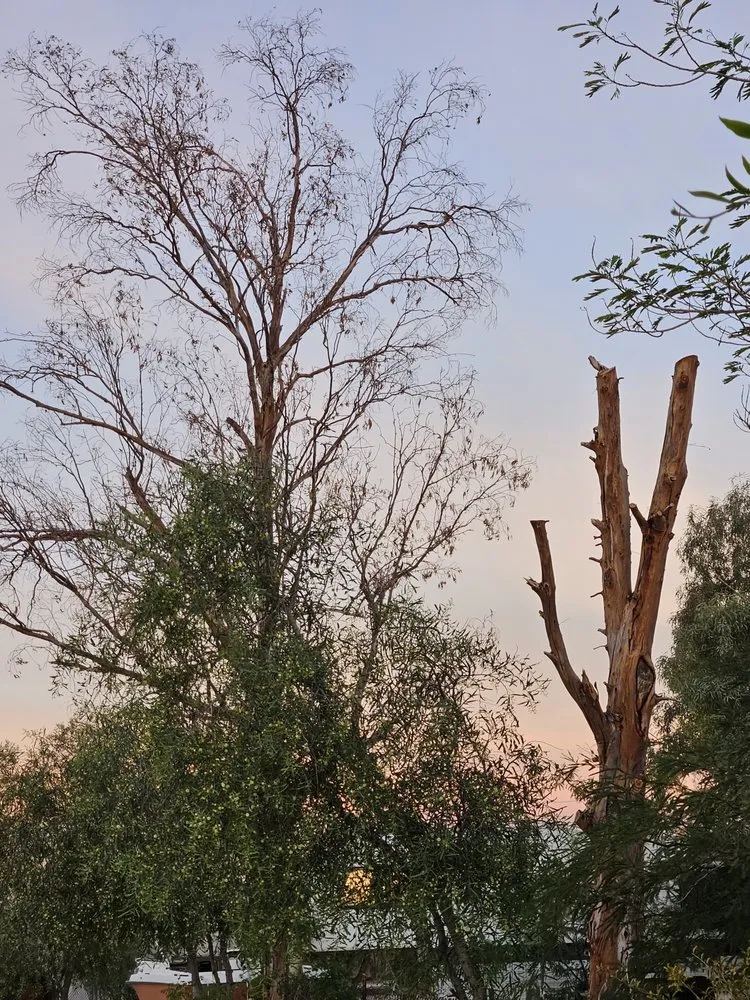 Trusted yard maintenance in Casa Grande, AZ - Joey and Son’s Landscaping