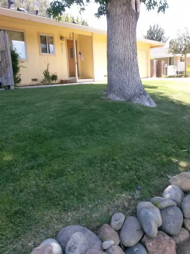 Local yard cleanup service for year-round maintenance in Elk Grove, CA by Joey's Landscape and Maintenance