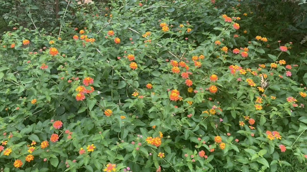 Custom residential landscaping for year-round maintenance in Hillsborough, NC by Joey’s landscaping