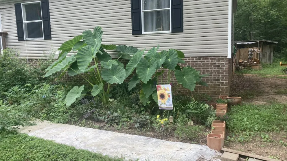 Expert landscaping services for residential properties in Hillsborough, NC by Joey’s landscaping