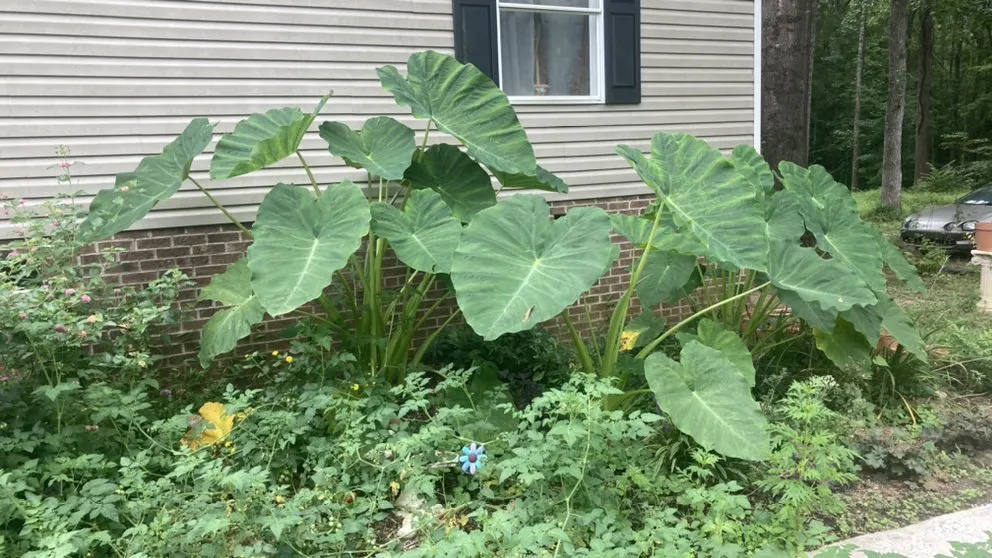 Top-rated outdoor landscaping with custom design across Hillsborough, NC - Joey’s landscaping