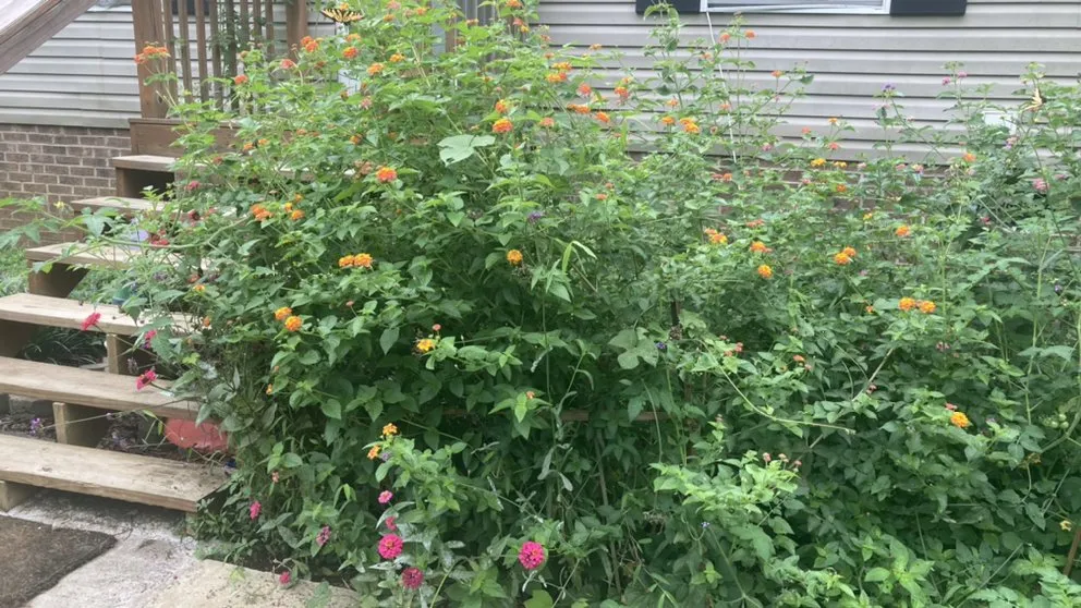 Professional yard maintenance experts serving Hillsborough, NC - Joey’s landscaping