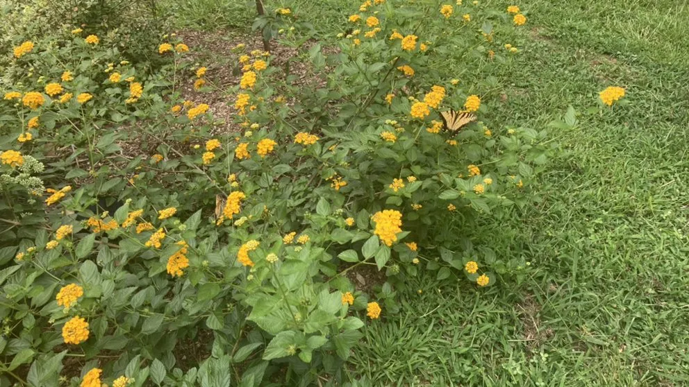 Expert residential landscaping in Hillsborough, NC - Joey’s landscaping