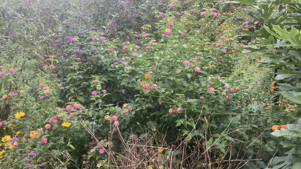 Local landscape installation for year-round maintenance across Hillsborough, NC - Joey’s landscaping