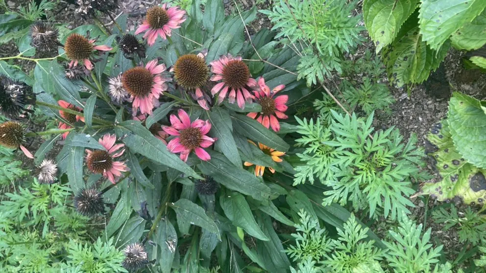 Expert landscaping services in Hillsborough, NC - Joey’s landscaping