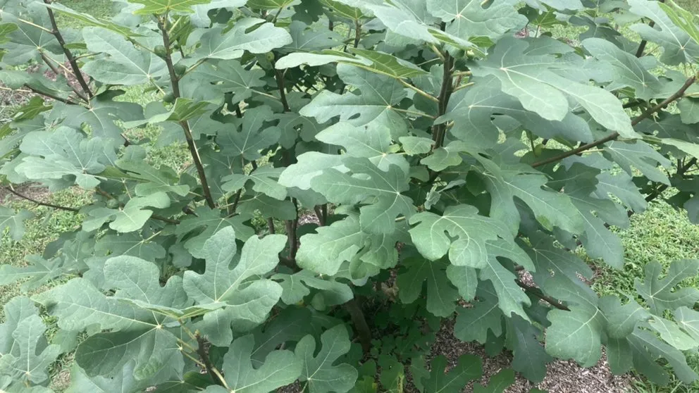 Local outdoor landscaping near you in Hillsborough, NC by Joey’s landscaping