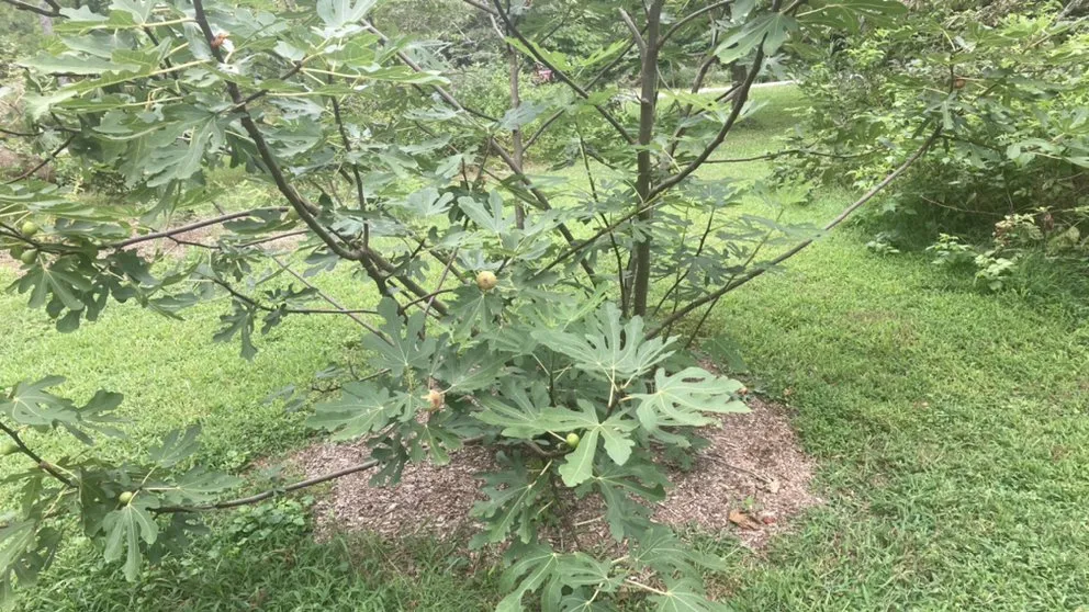 Reliable landscaping services in Hillsborough, NC by Joey’s landscaping