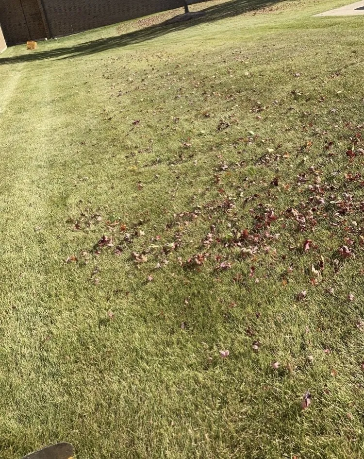 Top-rated yard cleanup service in Hammond, IN - Joeys lawn care