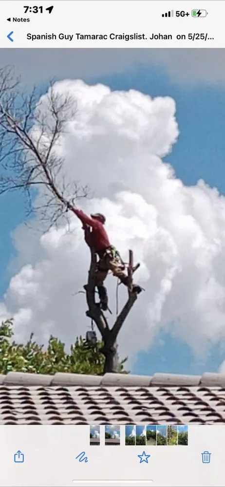 Affordable lawn mowing service for outdoor upgrades across Coral Springs, FL - Joeys Tree And Handyman Services