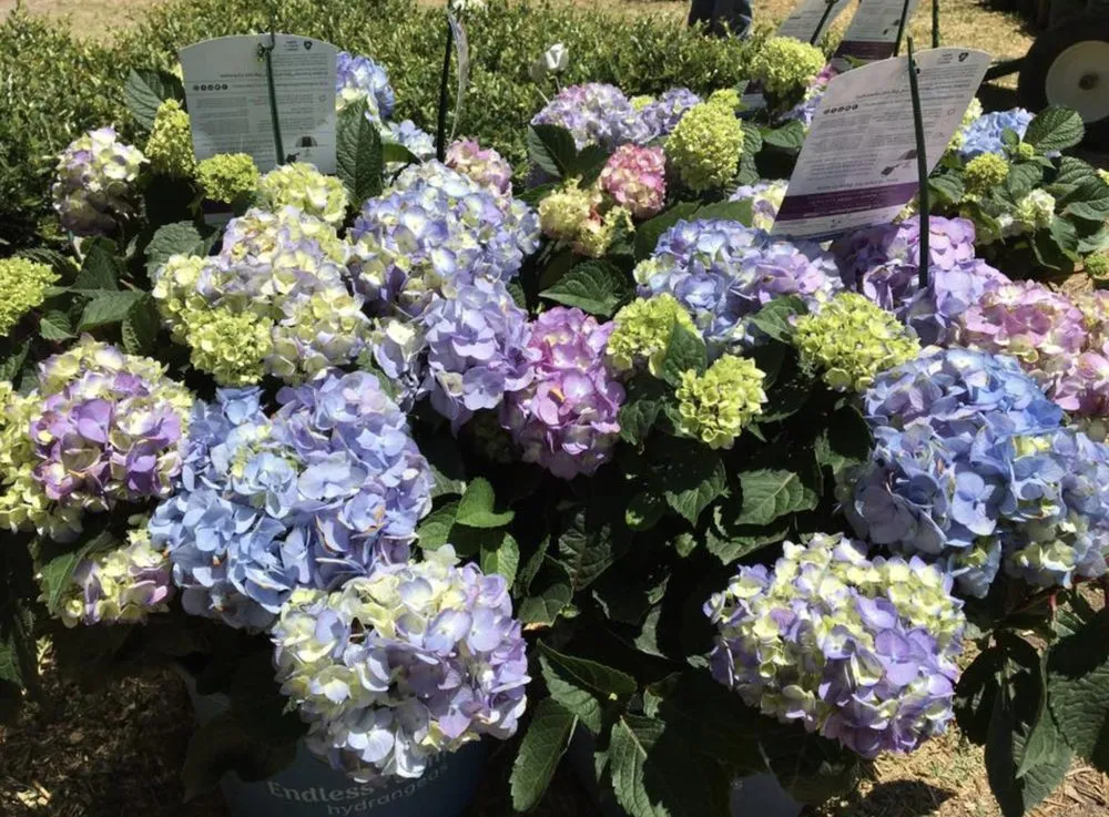 Affordable lawn care service for beautiful yards across Big Spring, TX - Johansen Landscape & Nursery