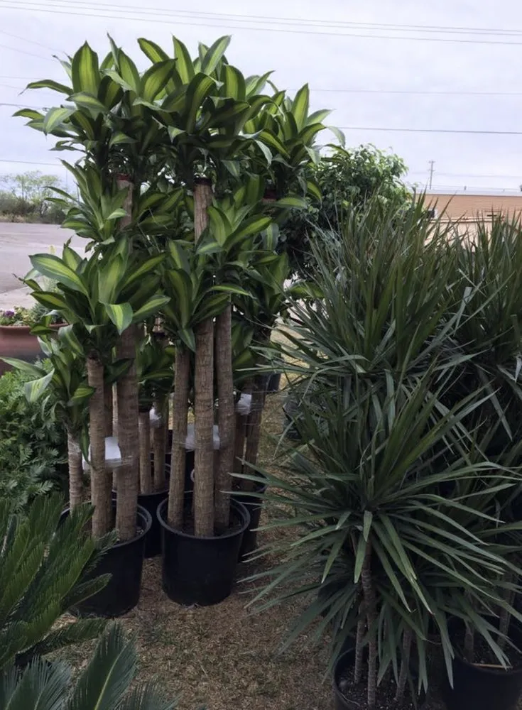 Affordable landscape installation in Big Spring, TX by Johansen Landscape & Nursery