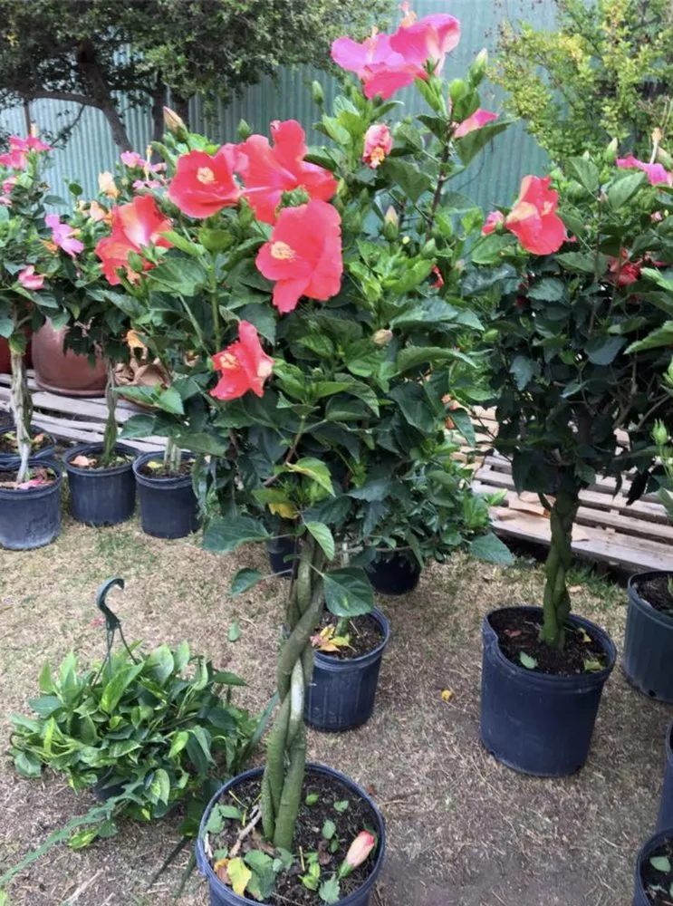 Local yard maintenance in Big Spring, TX - Johansen Landscape & Nursery