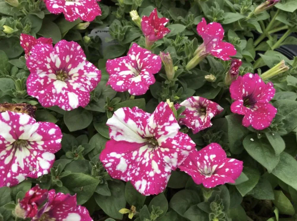 Affordable lawn care service for outdoor upgrades across Big Spring, TX - Johansen Landscape & Nursery