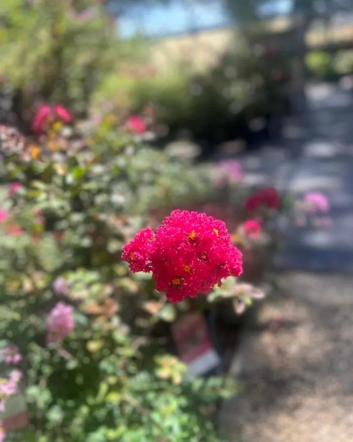 Affordable landscaping services experts serving Big Spring, TX - Johansen Landscape & Nursery